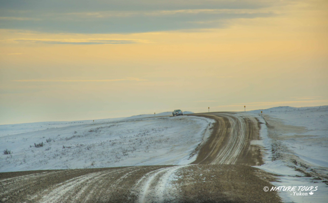 Road to Tuktoyaktuk Nature Tours Yukon Canada