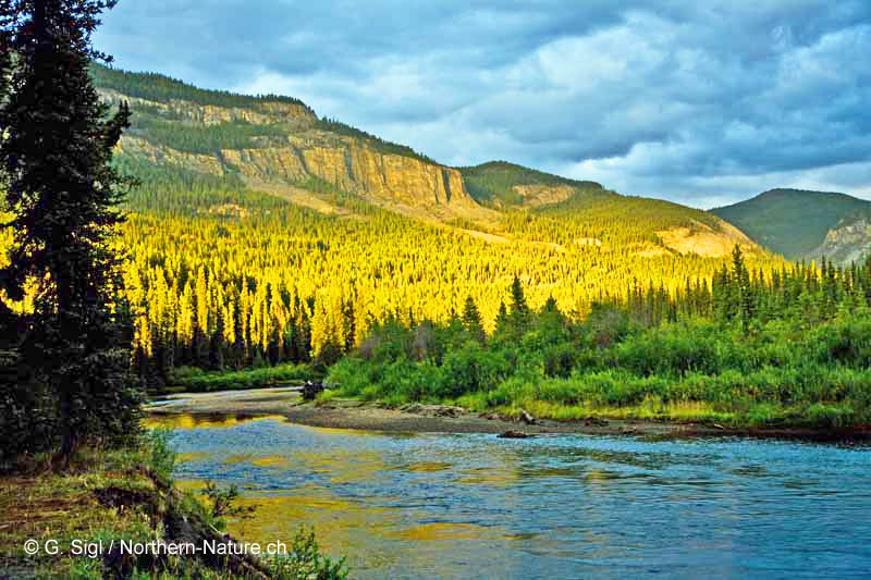 Big Salmon River Nature Tours Yukon Kanada