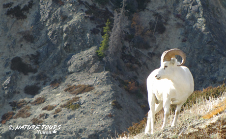 Dall Sheep in Kluane
