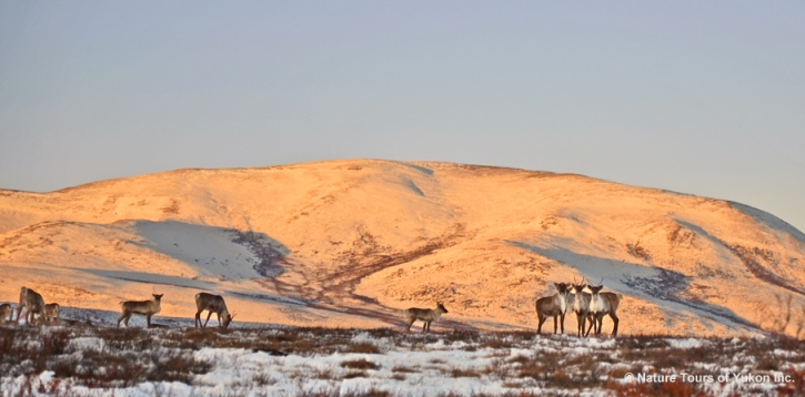 Caribou near the Arctic in Yukon