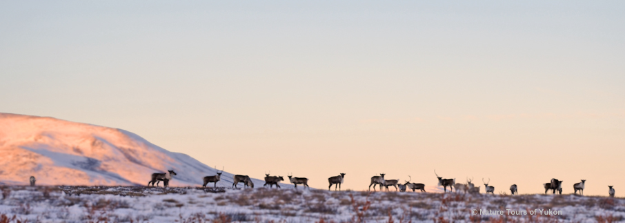 Caribou, Yukon, Canada