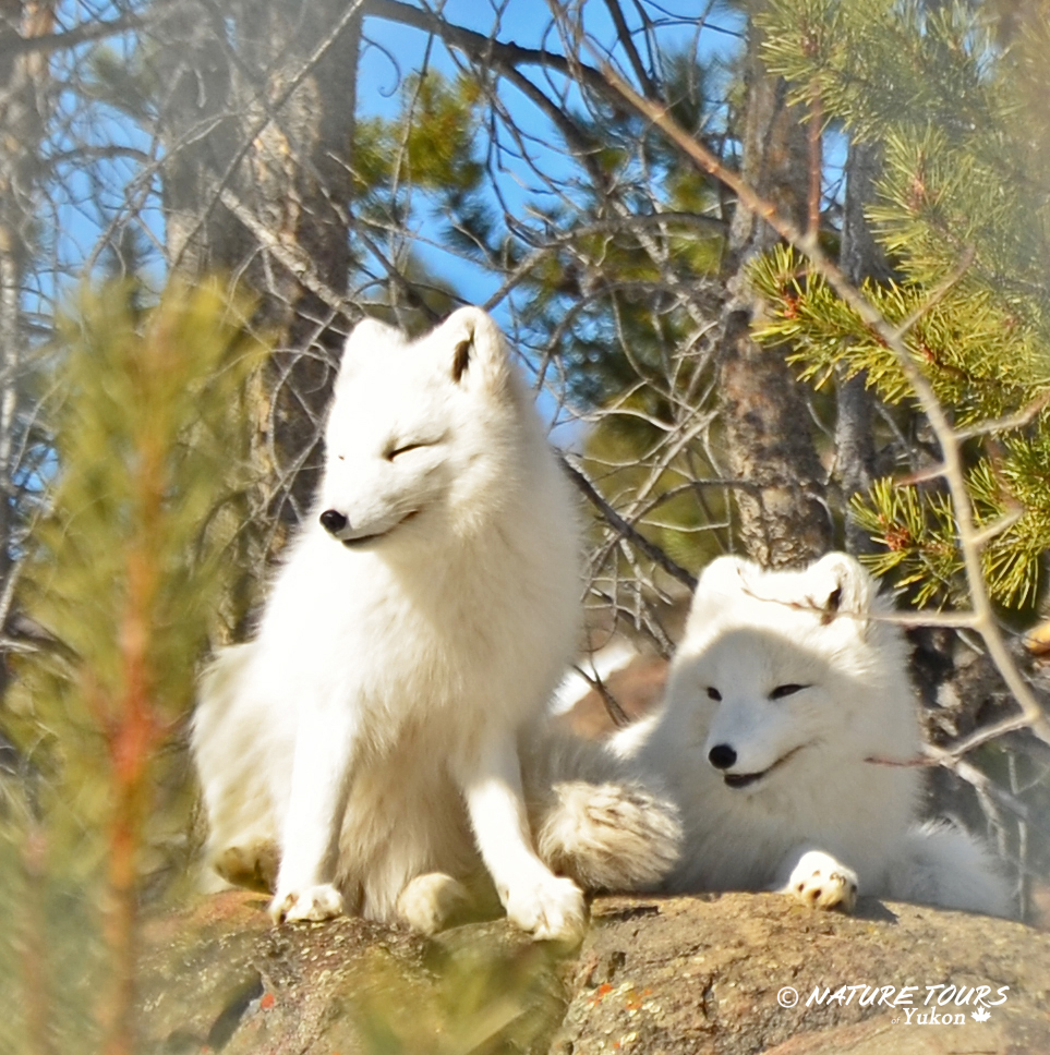 Tagesausflüge Nature Tours Yukon Kanada