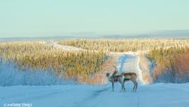 Caribou near the Arctic Circle