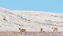 Caribou herd roaming near the Arctic Circle, Canada