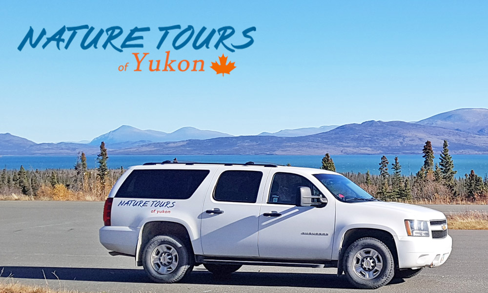 Vehicle Nature Tours Yukon Road tours Nature Tours Yukon Canada